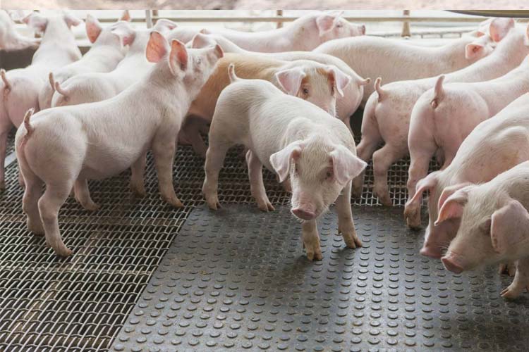 1532326700217238.jpg 科學(xué)養(yǎng)豬場(chǎng).jpg